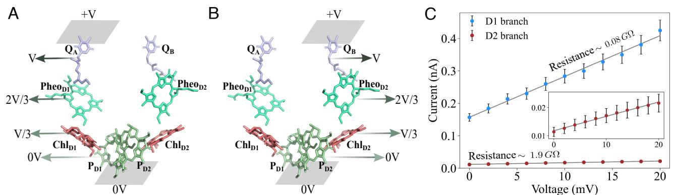 Electrical setup and I–V characteristics for D1 and D2 branches.
