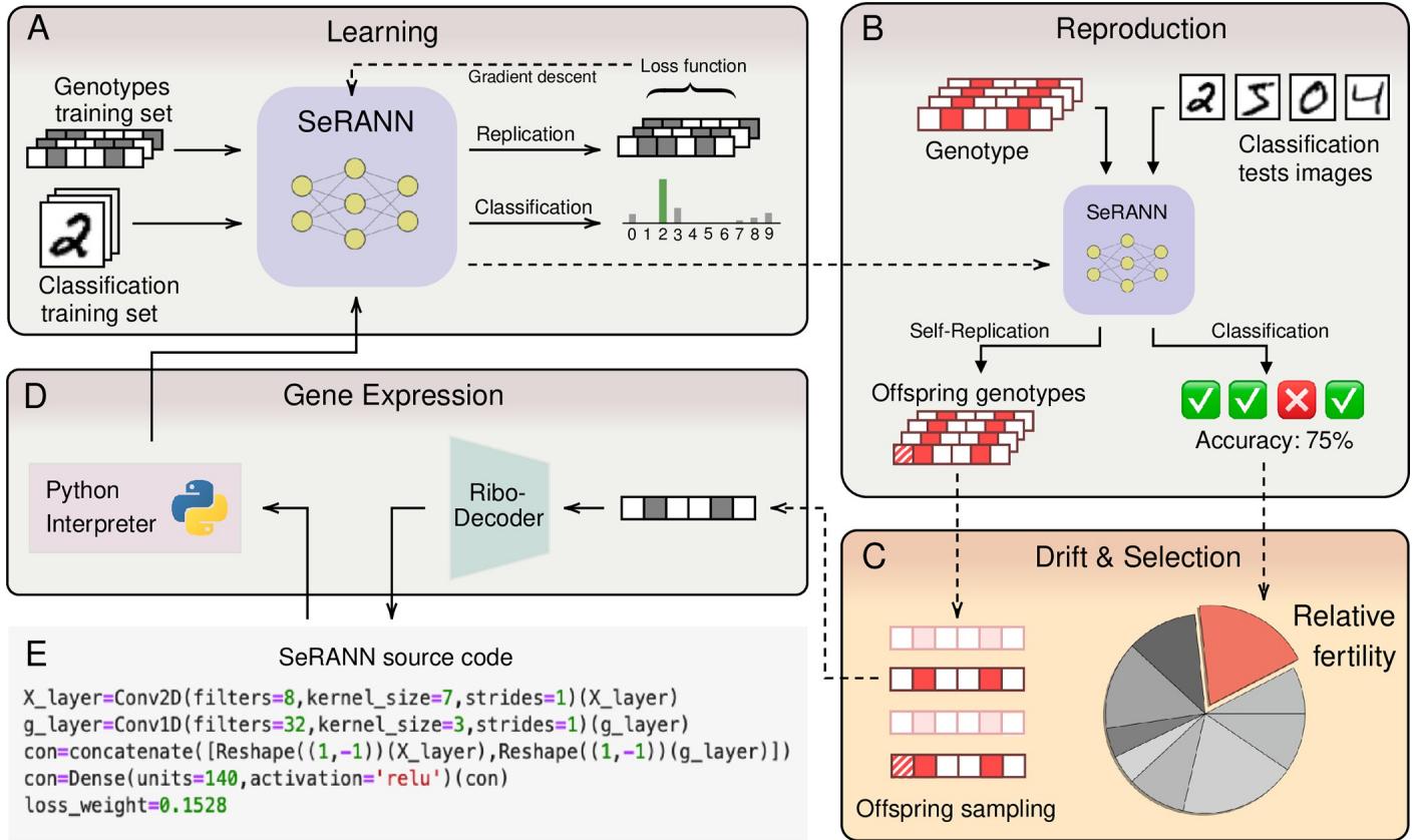 SeRANN framework illustrating the cycle of learning, replication, and selection