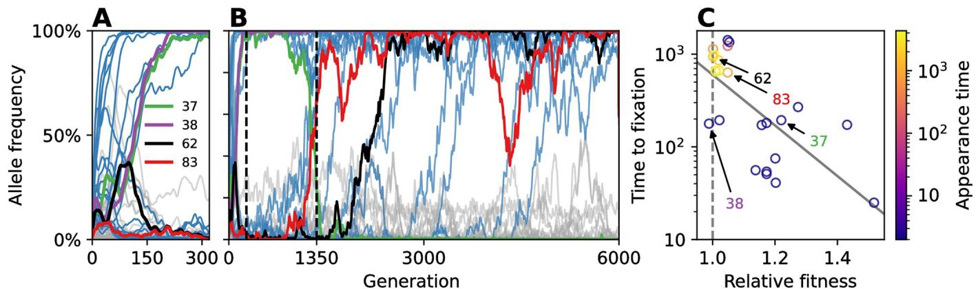 Mutant allele trajectories across generations