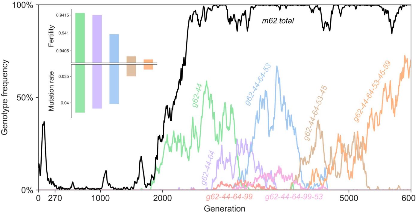 Site-62 mutation and genotype competition