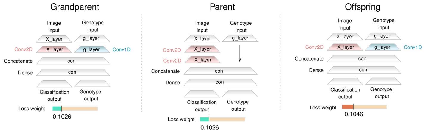 Three-generation lineage showing network architecture evolution
