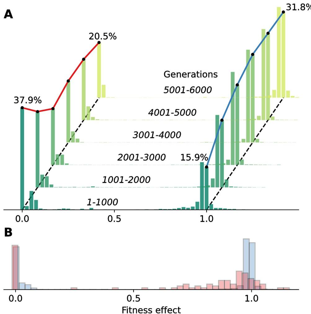 Distribution of fitness effects showing bimodality and evolution over time